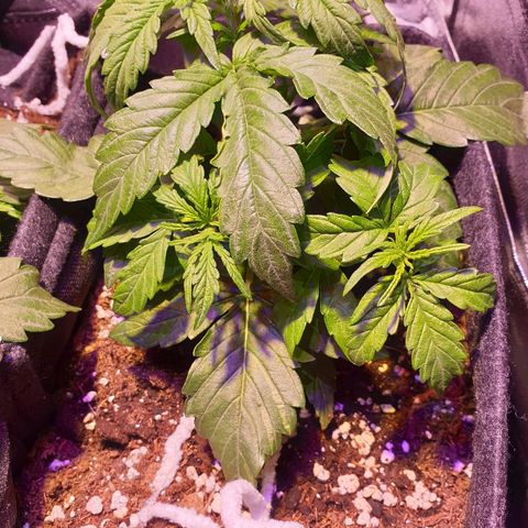 Royal Dwarf 1 growlog timeline photo