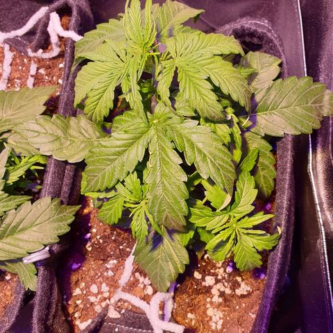 Royal Dwarf 1 growlog timeline photo