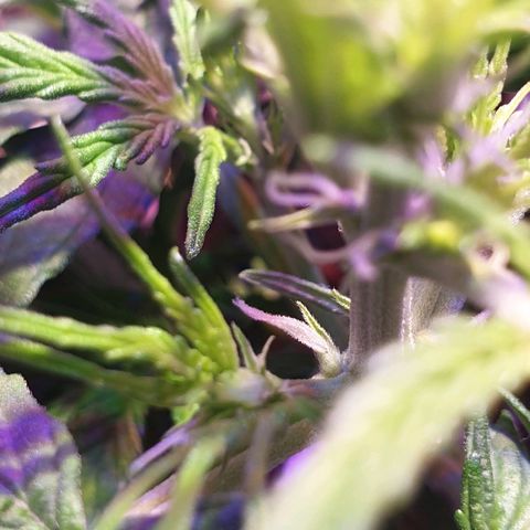 Royal Dwarf 2 growlog photo: Prefioritura!