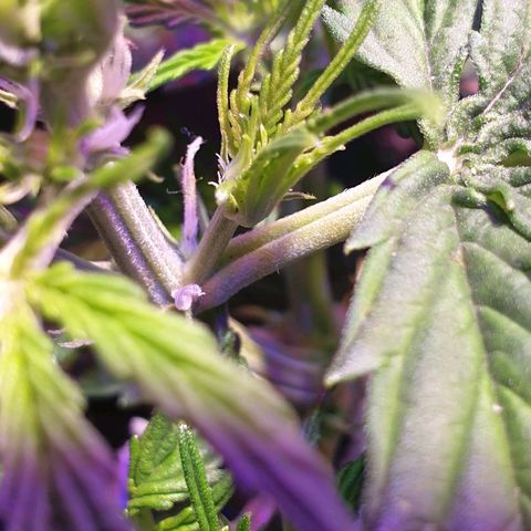 Royal Dwarf 2 growlog photo: Prefioritura!