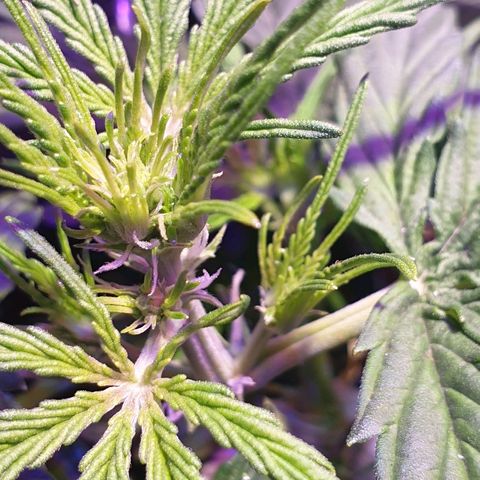 Royal Dwarf 2 growlog photo: Prefioritura!
