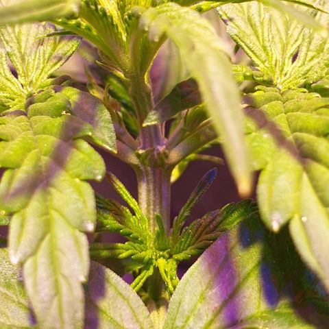 Royal Dwarf 1 growlog photo: Prefioritura!