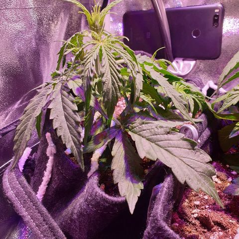 Royal Dwarf 2 growlog photo: Possibile oidio