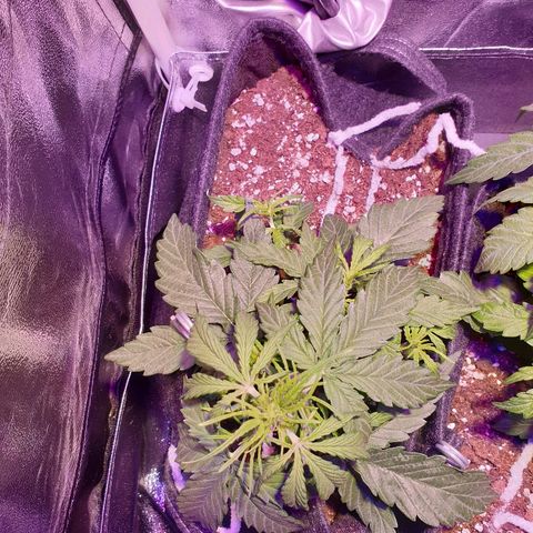Royal Dwarf 2 growlog photo: Possibile oidio