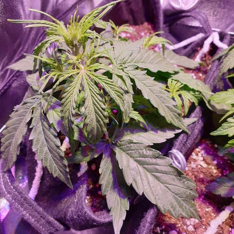 Royal Dwarf 2 growlog photo: Possibile oidio