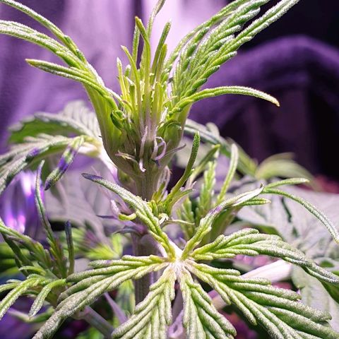 Royal Dwarf 2 growlog photo: Possibile oidio