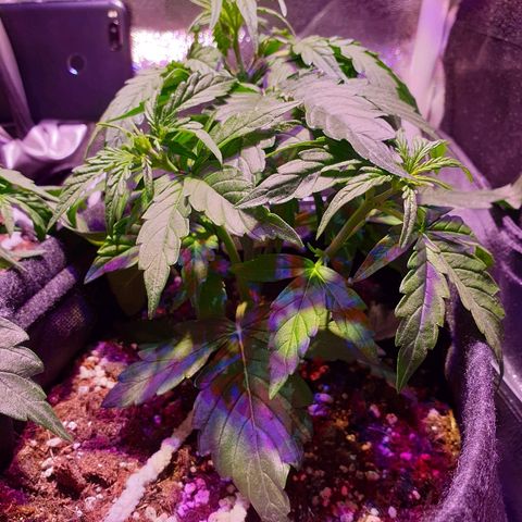 Royal Dwarf 1 growlog photo: Possibile oidio