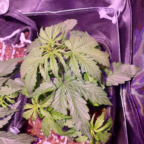 Royal Dwarf 1 growlog photo: Possibile oidio
