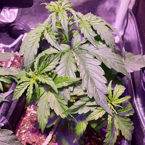 Royal Dwarf 1 growlog photo: Possibile oidio