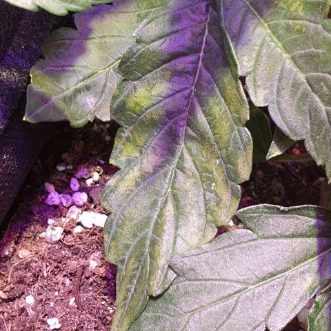 Royal Dwarf 1 growlog photo: Problema!
