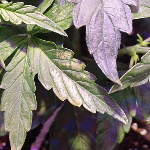 Royal Dwarf 1 growlog photo: Problema!