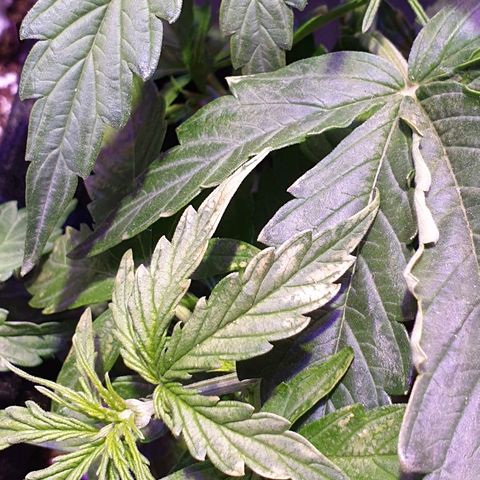 Royal Dwarf 1 growlog photo: Problema!
