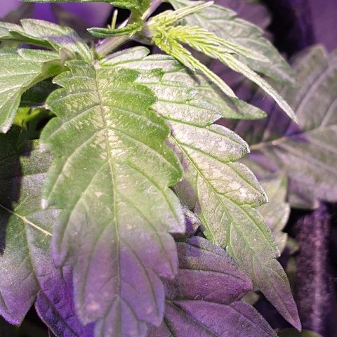 Royal Dwarf 1 growlog photo: Problema!