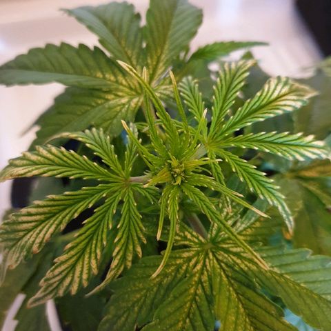 Royal Dwarf 1 growlog timeline photo