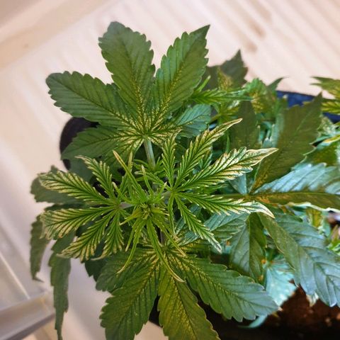 Royal Dwarf 1 growlog timeline photo