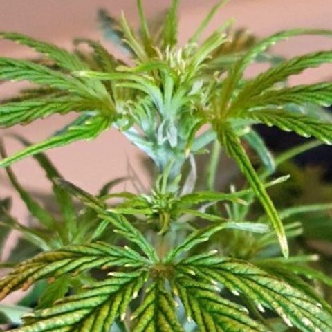 Royal Dwarf 2 growlog timeline photo