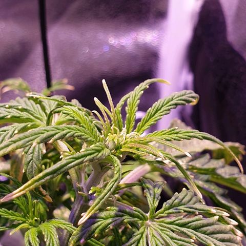 Royal Dwarf 1 growlog timeline photo