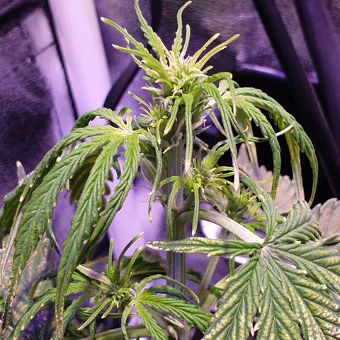 Royal Dwarf 2 growlog timeline photo