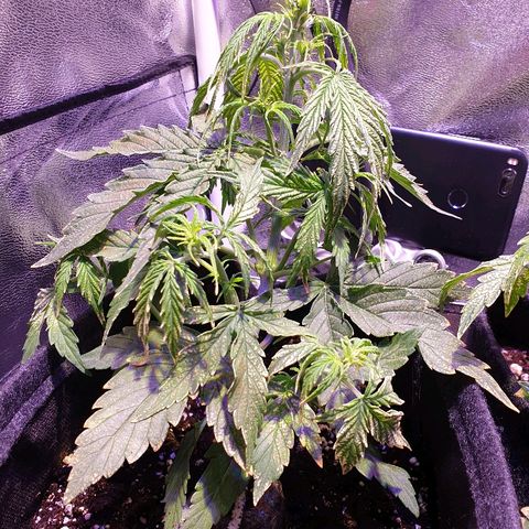 Royal Dwarf 2 growlog timeline photo