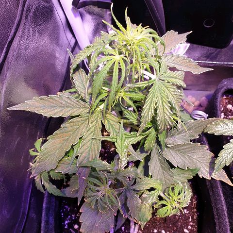 Royal Dwarf 2 growlog timeline photo