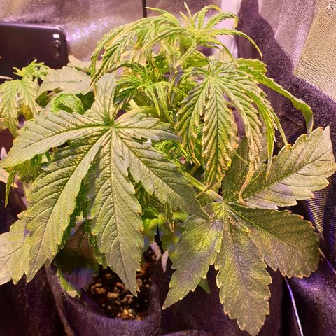 Royal Dwarf 1 growlog timeline photo