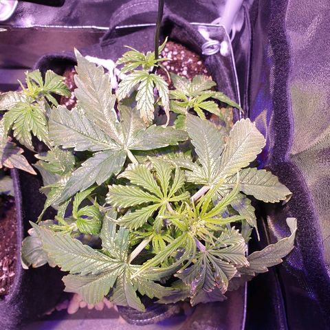 Royal Dwarf 1 growlog timeline photo