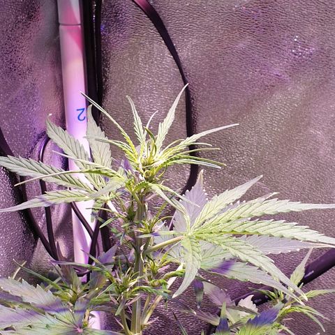 Royal Dwarf 2 growlog timeline photo