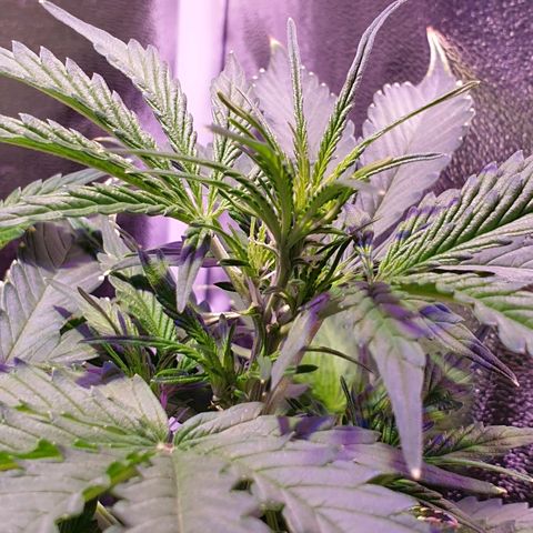 Royal Dwarf 1 growlog timeline photo