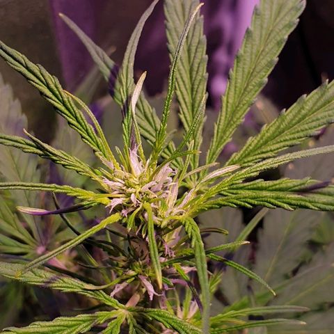 Royal Dwarf 2 growlog timeline photo