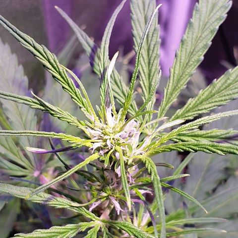 Royal Dwarf 2 growlog timeline photo