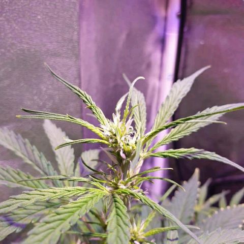 Royal Dwarf 2 growlog timeline photo