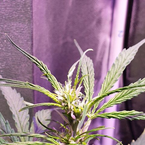 Royal Dwarf 2 growlog timeline photo