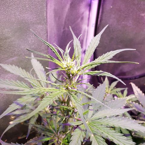 Royal Dwarf 2 growlog timeline photo