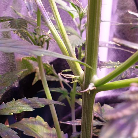 Royal Dwarf 2 growlog timeline photo