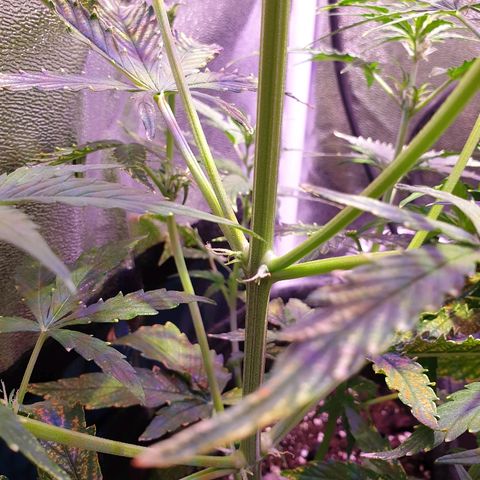 Royal Dwarf 2 growlog timeline photo