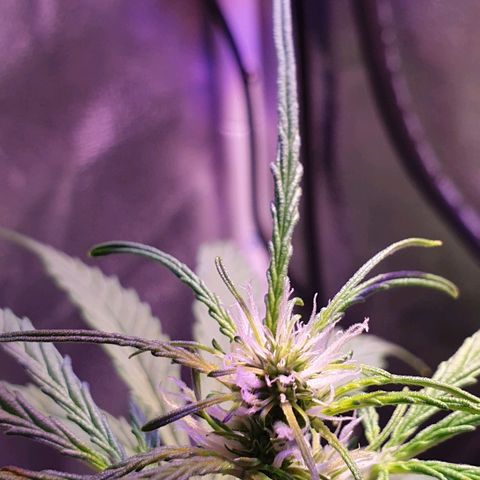 Royal Dwarf 2 growlog timeline photo