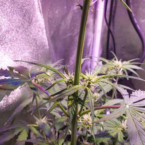 Royal Dwarf 2 growlog timeline photo