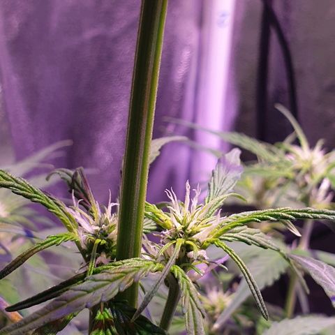 Royal Dwarf 2 growlog timeline photo