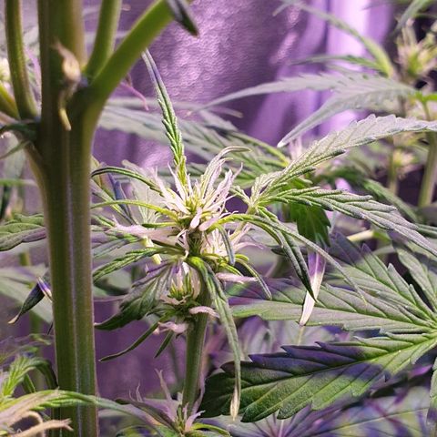 Royal Dwarf 2 growlog timeline photo