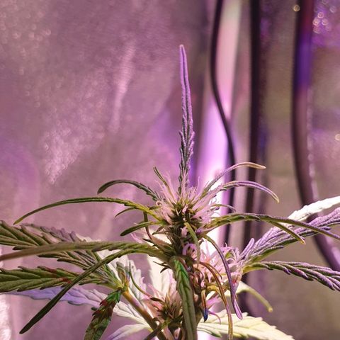 Royal Dwarf 2 growlog timeline photo