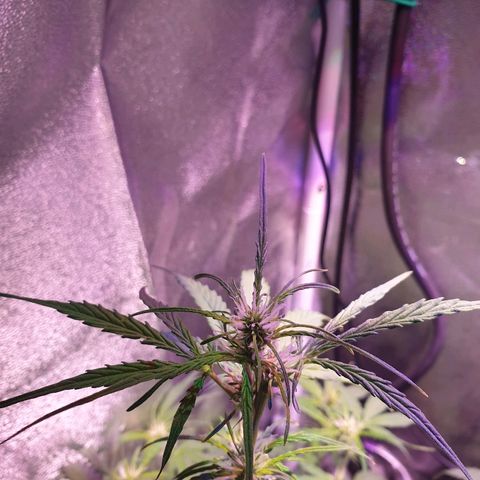 Royal Dwarf 2 growlog timeline photo