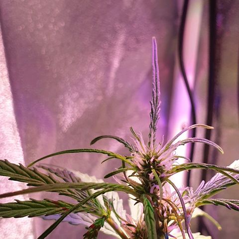 Royal Dwarf 2 growlog timeline photo
