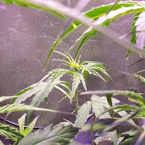 Royal Dwarf 1 growlog timeline photo