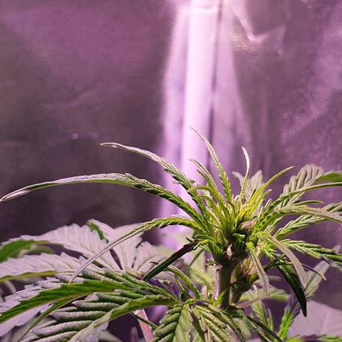 Royal Dwarf 1 growlog timeline photo