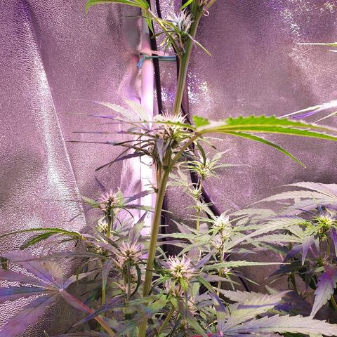Royal Dwarf 2 growlog timeline photo