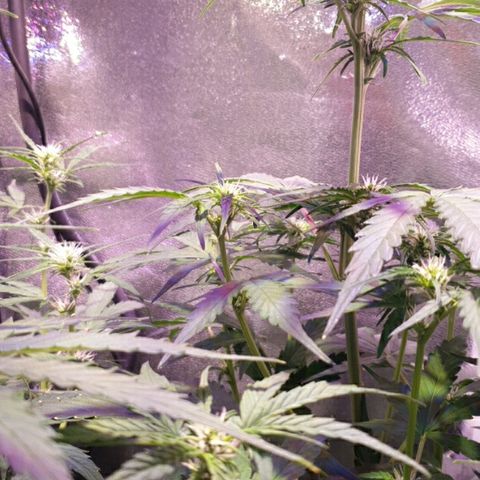 Royal Dwarf 1 growlog timeline photo
