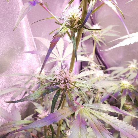 Royal Dwarf 2 growlog timeline photo