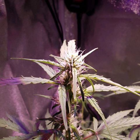 Royal Dwarf 2 growlog timeline photo