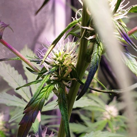 Royal Dwarf 2 growlog timeline photo