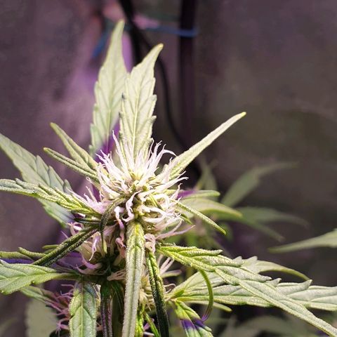 Royal Dwarf 2 growlog timeline photo